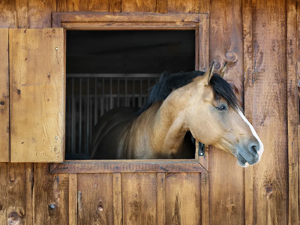 a horse standing in dried sawdust is looking out of the window